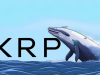 XRP Whales Accumulate $55 Million in 2 Weeks: What Does This Mean?